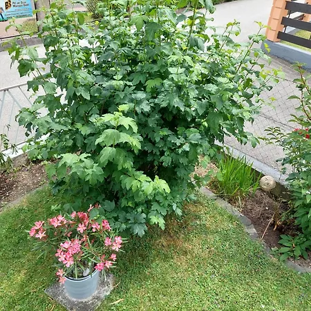 Mit Charme In Pinsdorf